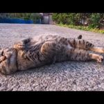 甘えん坊のキジトラ猫ちゃんがモフられに来た(YouTube)