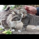 急な坂道に猫がワラワラと集まって来てナデナデを要求された(YouTube)