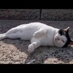 トコトコトコトココロン　海沿いの道を歩く猫が可愛すぎる(YouTube)