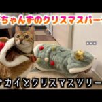 可愛いクリスマスコスプレしたけど本能に抗えなかったネコたち(YouTube)