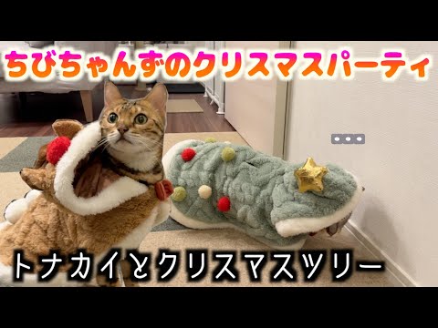 可愛いクリスマスコスプレしたけど本能に抗えなかったネコたち(YouTube)