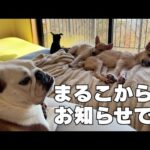 姉役まるこから元野犬の子犬２匹に関して非常に大切なお話があります…(YouTube)