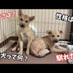 【譲渡会まであと2日】1ヶ月前までビビりだった保護犬達…初お披露目会ライブ♪♪セン＆ハクに関しての質問なんでもOK!(YouTube)