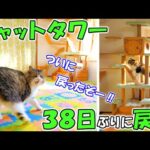 猫部屋に戻ったキャットタワーと感動の再会！ようやく猫達やパパの穏やかな日常が戻りました😭【ボス吉カラー生活 最終日②】(YouTube)