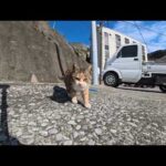 【今週のボツ動画 2025/12/4w】今週撮った未公開猫動画まとめて公開-unreleased video of this week(YouTube)