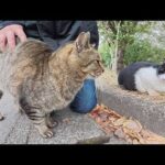 丸っこいハチワレ猫をモフっていたらキジトラ猫も甘えてきた(YouTube)