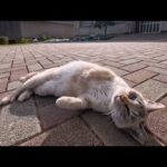漁港近くの路地裏で道路脇にいた猫ちゃんがモフられに出てきた(YouTube)