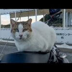 バイク好きの猫(YouTube)