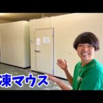 【高品質】爬虫類の餌としてネズミを販売する会社に潜入してみると…凄いことが決まりました(YouTube)