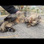 キジトラ猫がダミ声で鳴きながらコロンと転がってナデナデされる(YouTube)