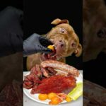 ピットブルの食欲がヤバすぎる(YouTube)
