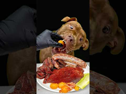 ピットブルの食欲がヤバすぎる(YouTube)