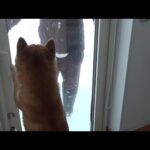 柴犬、大雪でパパが外に出た直後に様子がおかしくなりました(YouTube)