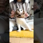 新しい隠れ場所を見つけたエース🌲🦭(YouTube)