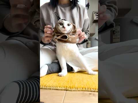 新しい隠れ場所を見つけたエース🌲🦭(YouTube)