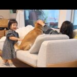 一番年上だけどいつまでも女の子姉妹に甘えていたい柴犬(YouTube)