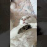 久々のぱっかーんチョです！ #shorts(YouTube)