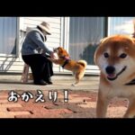 外で骨折中のママを見つけた瞬間、柴犬がこうなった(YouTube)