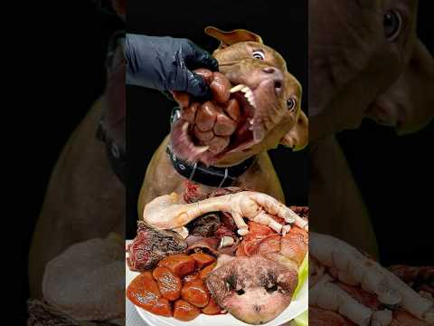 閲覧注意！食べた後のピットブルが面白すぎるw(YouTube)