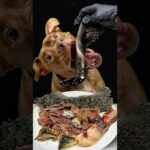 鹿の肋骨をボリボリ食べるダギーさんw #咀嚼音(YouTube)