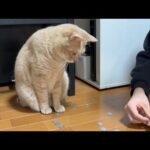 「で、何なん？」と思いつつ息子を見守る健気な猫(YouTube)