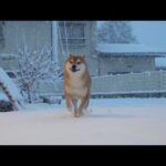 柴犬、久しぶりの積雪で様子が明らかにおかしい(YouTube)