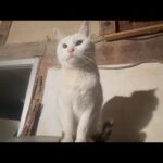 もうすぐ寒くなるのでみんな冬支度(YouTube)