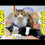 仕方ない、今日は少し多めに見てあげよう‥【喜びのボスパパハラスメント】(YouTube)