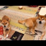 クリスマス会でもらった物をあけていこう🎁🎄🍭(YouTube)