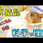 猫の尿結晶・結石を科学的な観点からガチ解説！過〇〇がなければ【物理的に絶対】結晶化は起こらない🐈💎(YouTube)