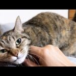 【お喋りな猫】飼い主のあの質問に返事！その一日は…(YouTube)