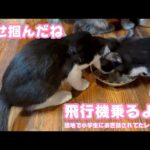 幸せの片道切符！ 飛行機乗るよ～   団地で小学生にお世話されてたレイロコ   2025 12 20 1(YouTube)