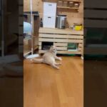 あかん、三半規管が(YouTube)