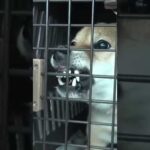 永遠のヒーロー #柴犬 #保護犬 #噛み犬(YouTube)