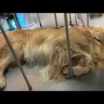 拡散協力：航空自衛隊千歳基地で警備犬の里親を募集しています(YouTube)