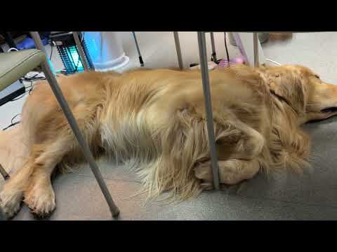 拡散協力：航空自衛隊千歳基地で警備犬の里親を募集しています(YouTube)