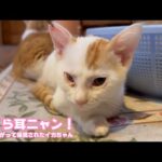 さくら耳ニャン！ 手術無事完了  両目が塞がって保護されたイカちゃん  2025 12 29 2(YouTube)