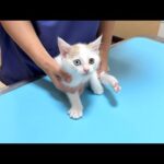 保護した生後２ヶ月の子猫の病状について。(YouTube)