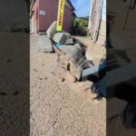 灰色猫がゴロンと寝転がってカミカミ攻撃をしてくる #猫 #ねこ #cat(YouTube)