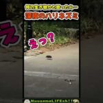 深夜のハリネズミ🦔(YouTube)