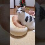 栗饅頭を捏ねる豆大福(YouTube)