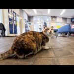 本日フェリー欠航…静かな待合室に取り残された寂しそうな猫と出会いました(YouTube)