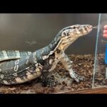 新器具を購入してオオトカゲのごはんを改良して食べさせてみる【爬虫類ごはんあげラジオ04】(YouTube)