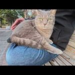 トトロ猫がトコトコと歩いてひざの上に飛び乗ってきた(YouTube)