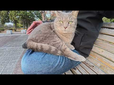 トトロ猫がトコトコと歩いてひざの上に飛び乗ってきた(YouTube)