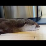 カワウソ、猫、子猫、子供、みんな一斉に寝てる… Otter, cat, kitten, child—all sleeping at once…(YouTube)