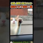 食事の邪魔をされて激おこな猫(YouTube)