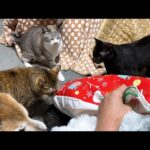 犬と猫の大家族に今年も裸足のサンタがやって来た！(YouTube)