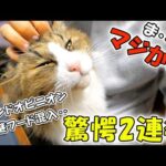 セカンドオピニオンでの「謎見解」＆フードに「謎粒混入」と言う、今年最後の驚愕2連発💣(YouTube)
