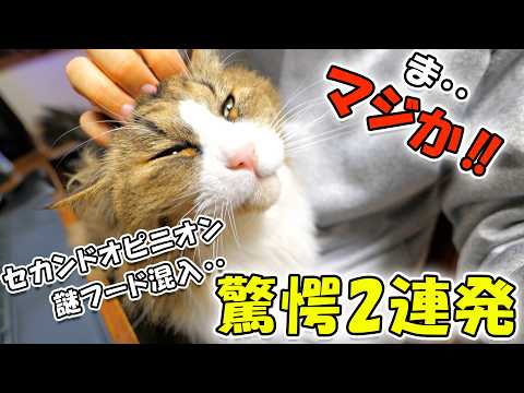 セカンドオピニオンでの「謎見解」＆フードに「謎粒混入」と言う、今年最後の驚愕2連発💣(YouTube)